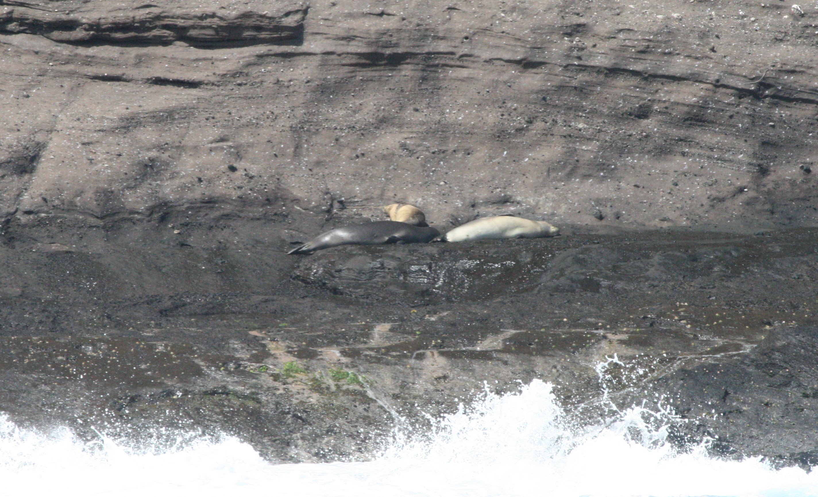 This is a photo of resting Hawaiian monk seals on Ka‘ula Island.